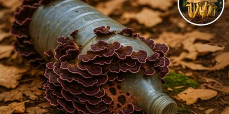 jamur pemakan plastik dari hutan amazon