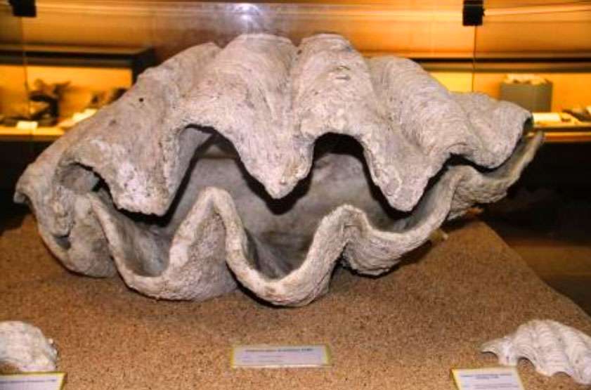 fosil kulit kerang raksasa di museum geologi bandung